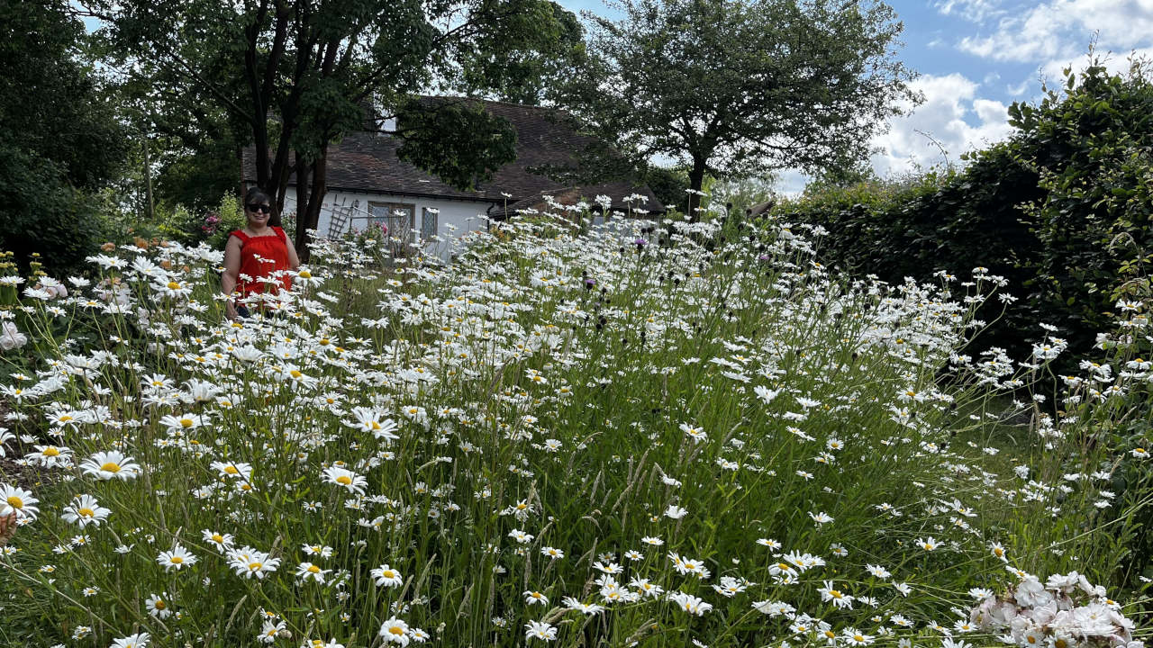 Steve’s Meadow
